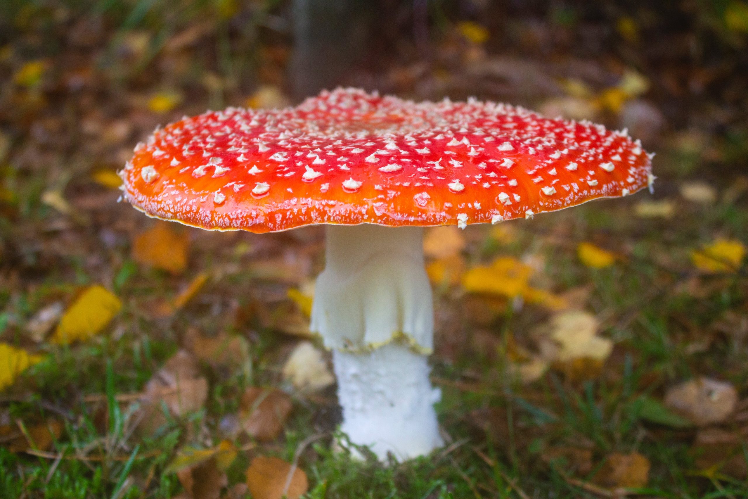 Exploring the Rise of Amanita Muscaria in Psychedelics and What it Means for Businesses in the Cannabis Industry