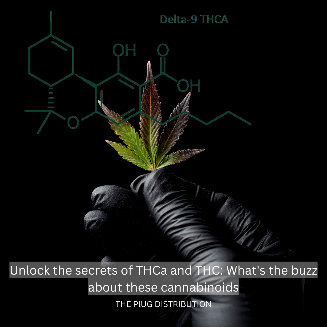 Unlock the secrets of THCa and THC What's the buzz about these cannabinoids - The Plug Distribution.png